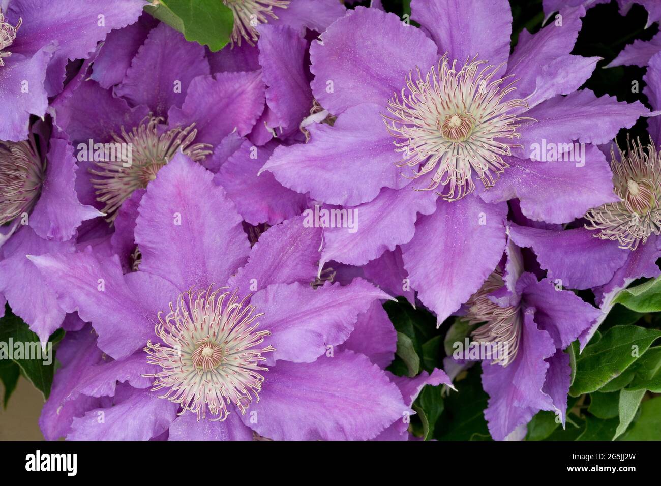 Clematis 'Bijou' Stock Photo