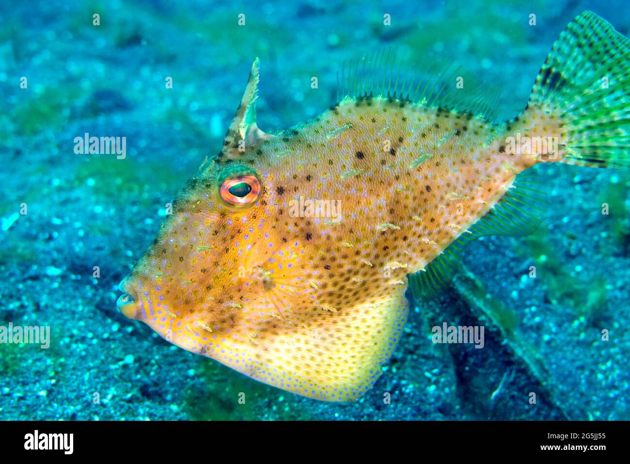 Filefsh, Fan-belly Leatherjacket, Monacanthus chinensis, Lembeh, North Sulawesi, Indonesia, Asia Stock Photo