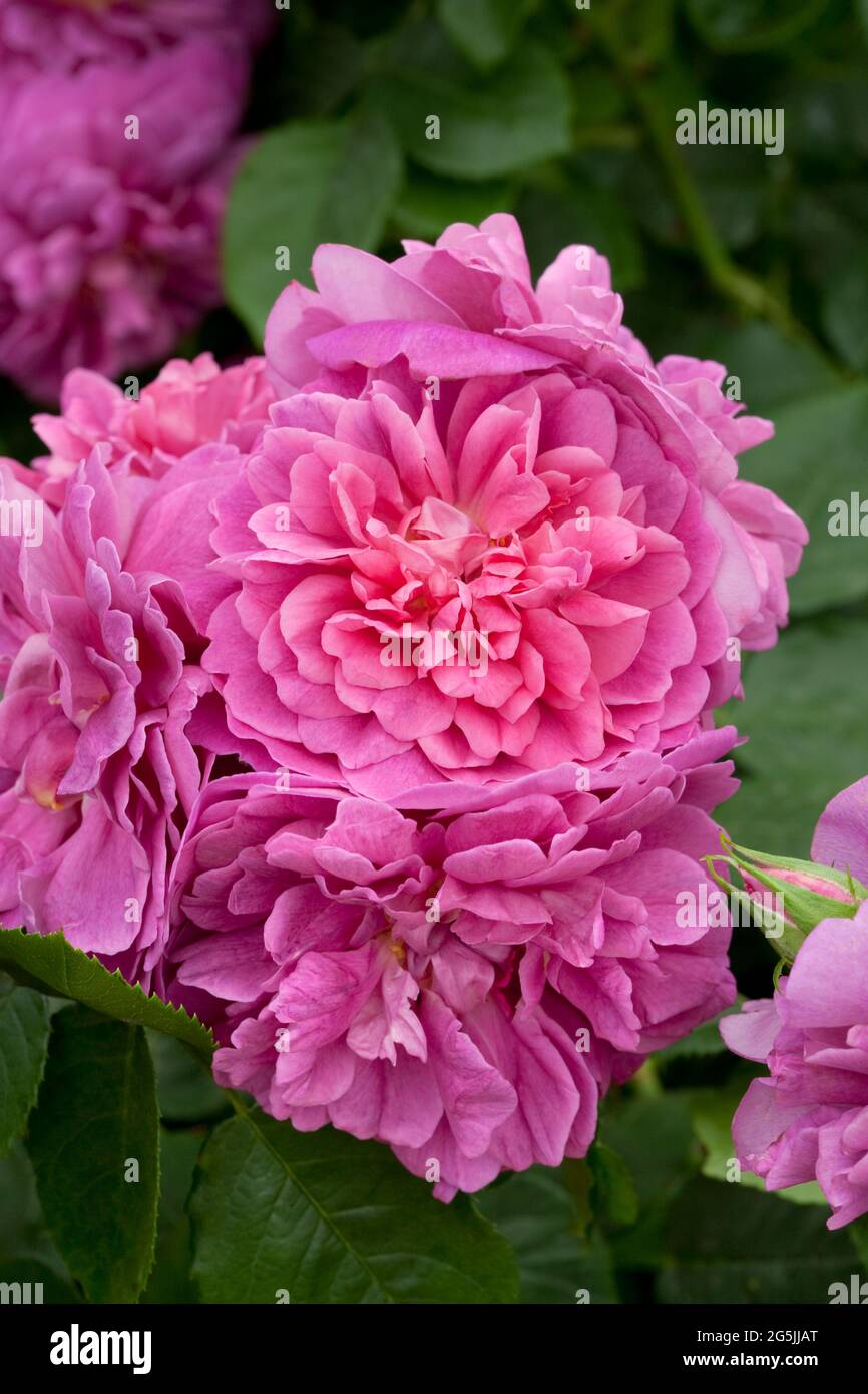 Rosa 'Princess Anne' Stock Photo - Alamy