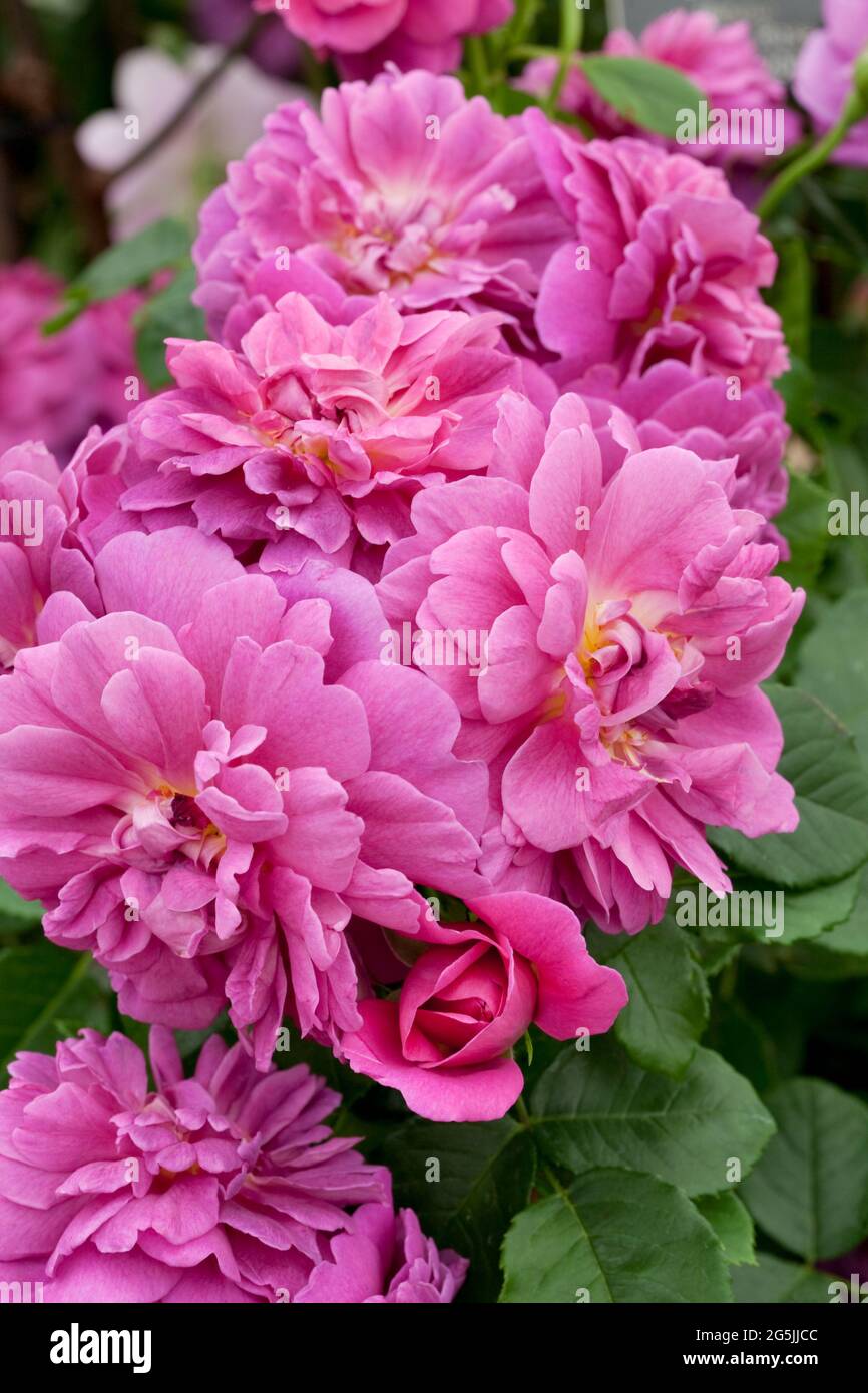 Rosa ‘Princess Anne’ Stock Photo - Alamy