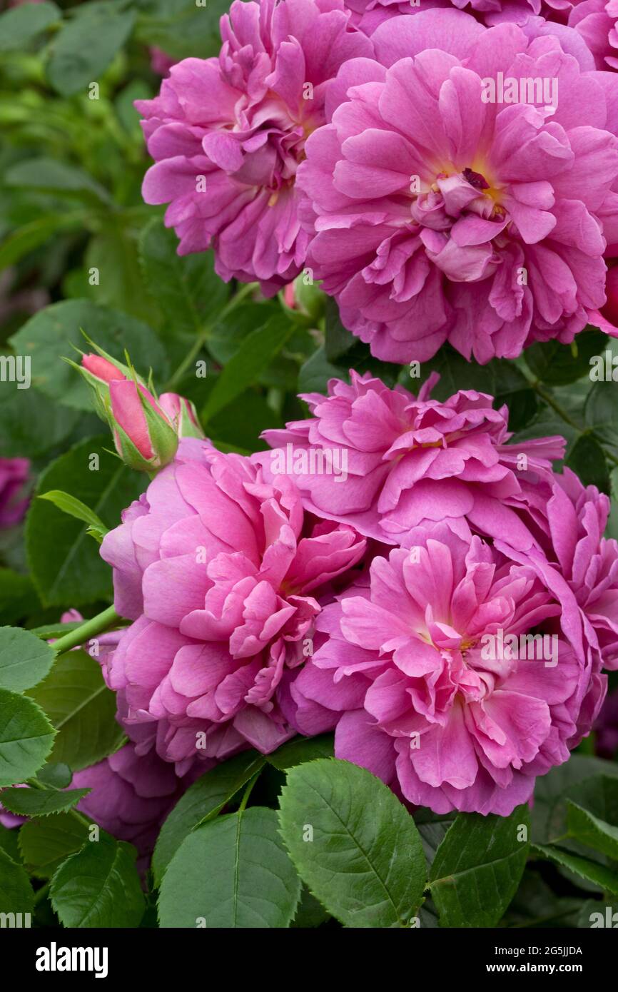 Rosa 'Princess Anne' Stock Photo - Alamy