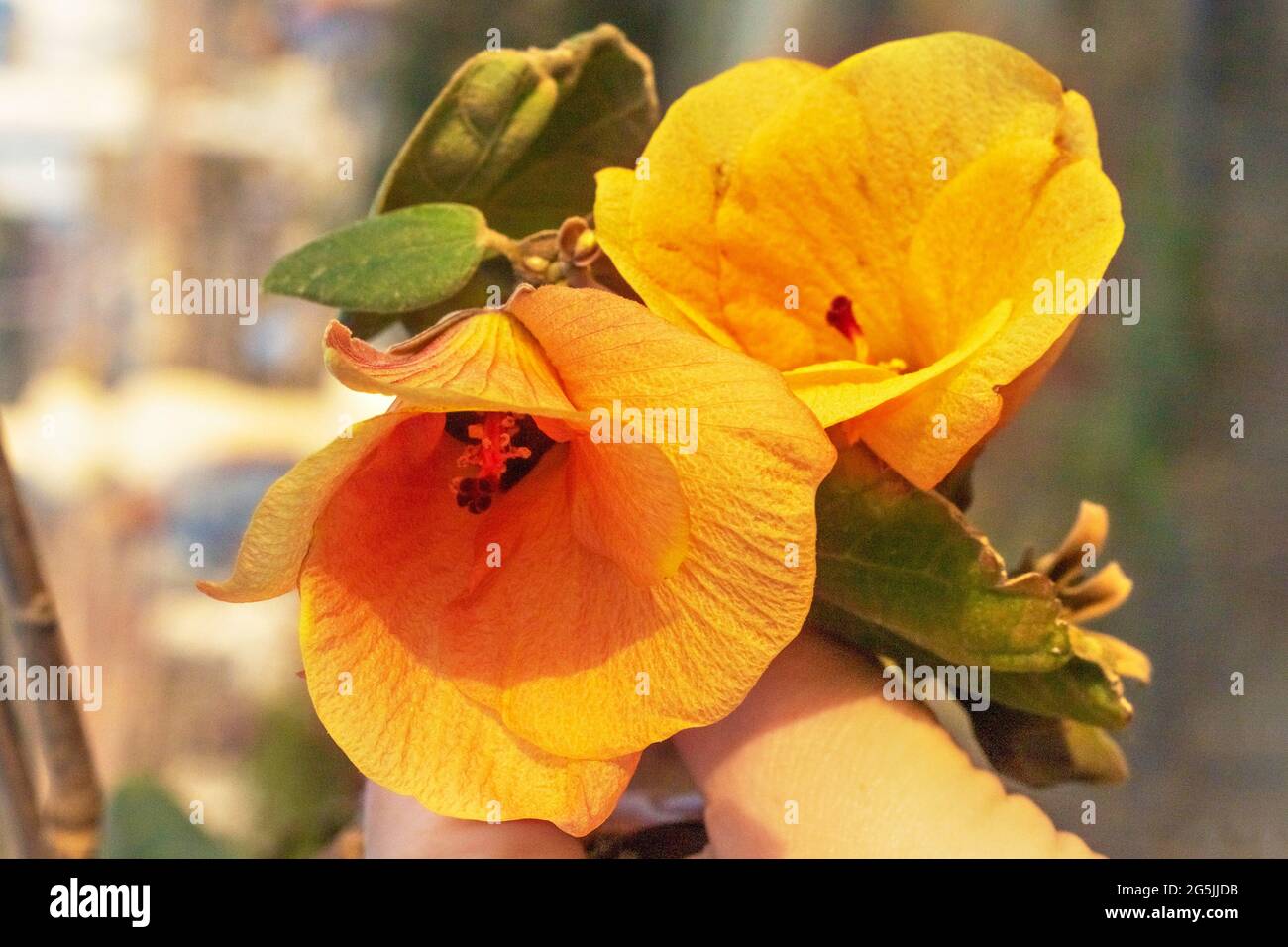 Orange Rosewood flower close-up. Indian Tulip Tree. Stock Photo