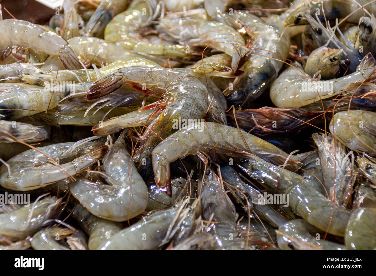 Fresh raw shrimps at the Rialto market in Venice, Italy Stock Photo