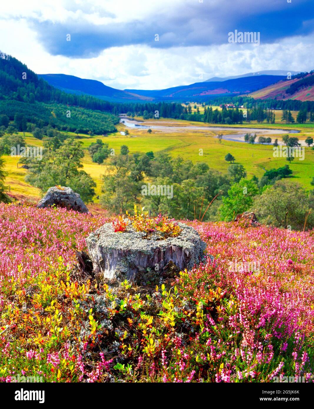 UK, Scotland, Grampian Mountains, heather, and River Dee Stock Photo