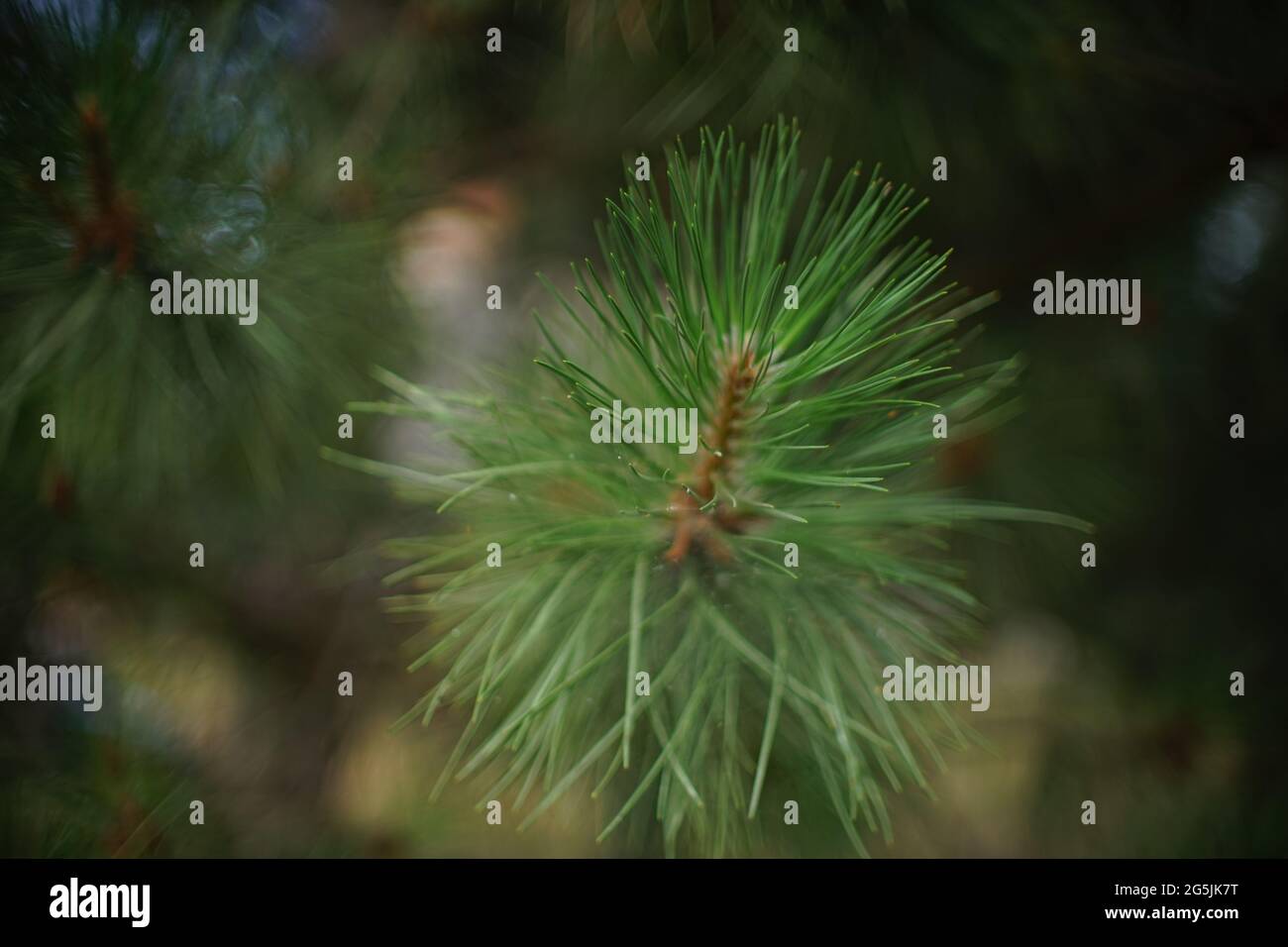 Lush pine tree branch closeup in the garden. Art card Stock Photo