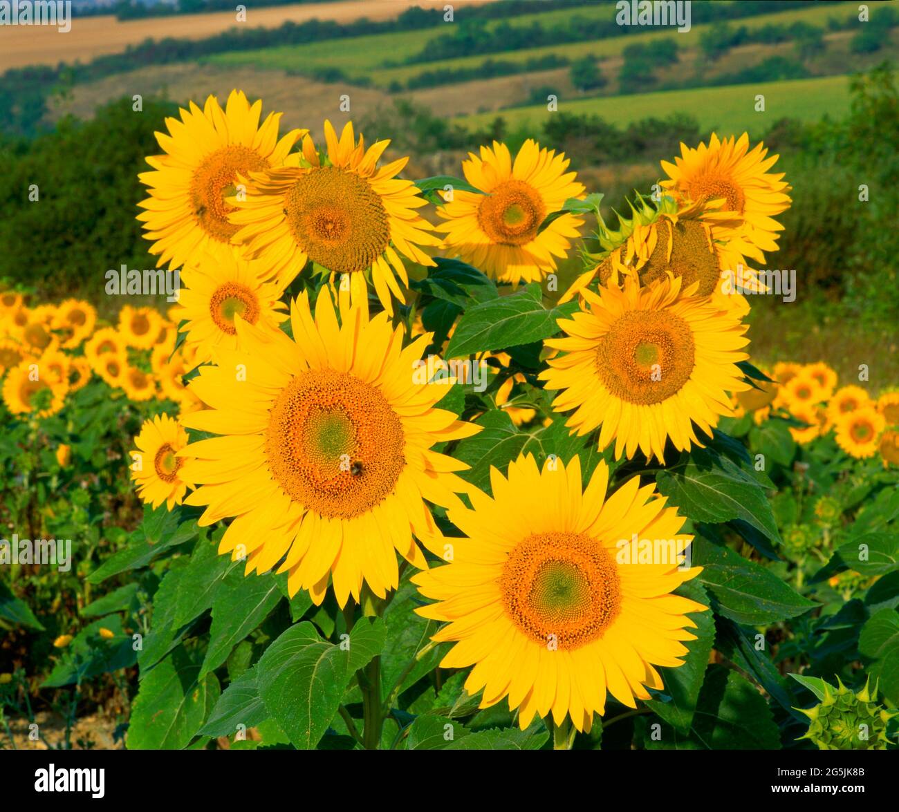Riotus colour hi-res stock photography and images - Alamy