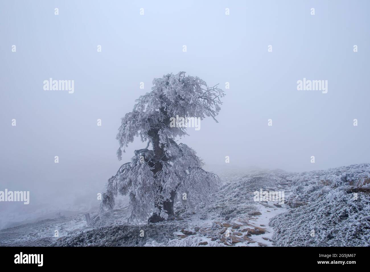 Spanish fir forest in the national park of Sierra de las Nieves, Spain Stock Photo