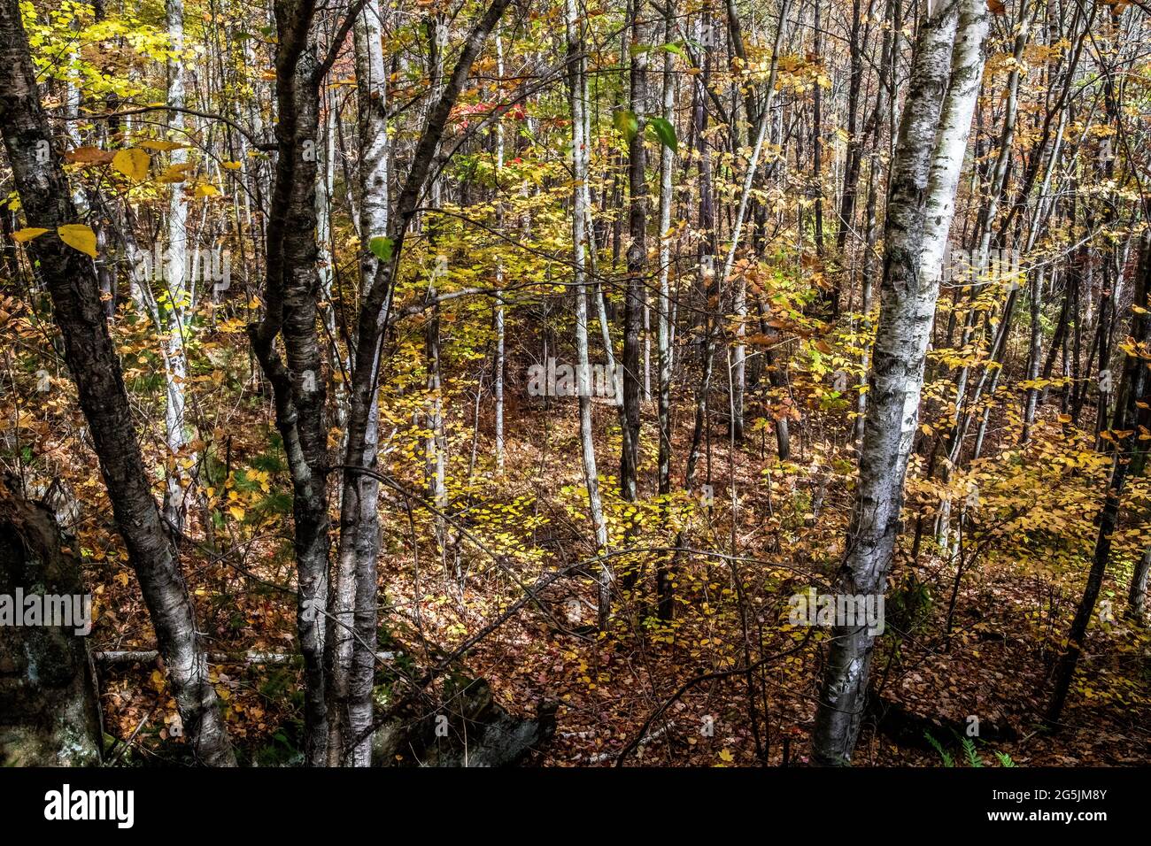 Fall colored leaves on birch trees in the woods at Banning State Park, Sandstone, Minnesota USA. Stock Photo