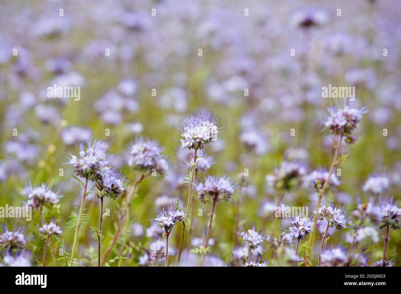 Phacelia tanacetifolia also known lacy phacelia, blue tansy or purple tansy flower field, planted for honeybees. Outdoors on warm summer day. Stock Photo