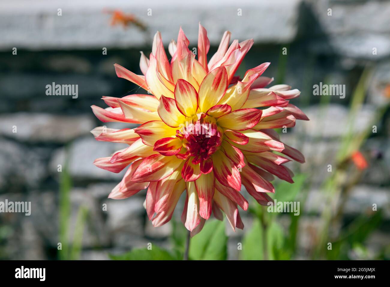 A single flower of the Dahlia Vuurvogel yellow petals, tipped with red Stock Photo