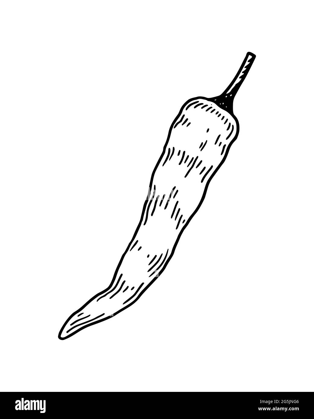 Hand drawn chilly isolated on white background. Vector illustration in