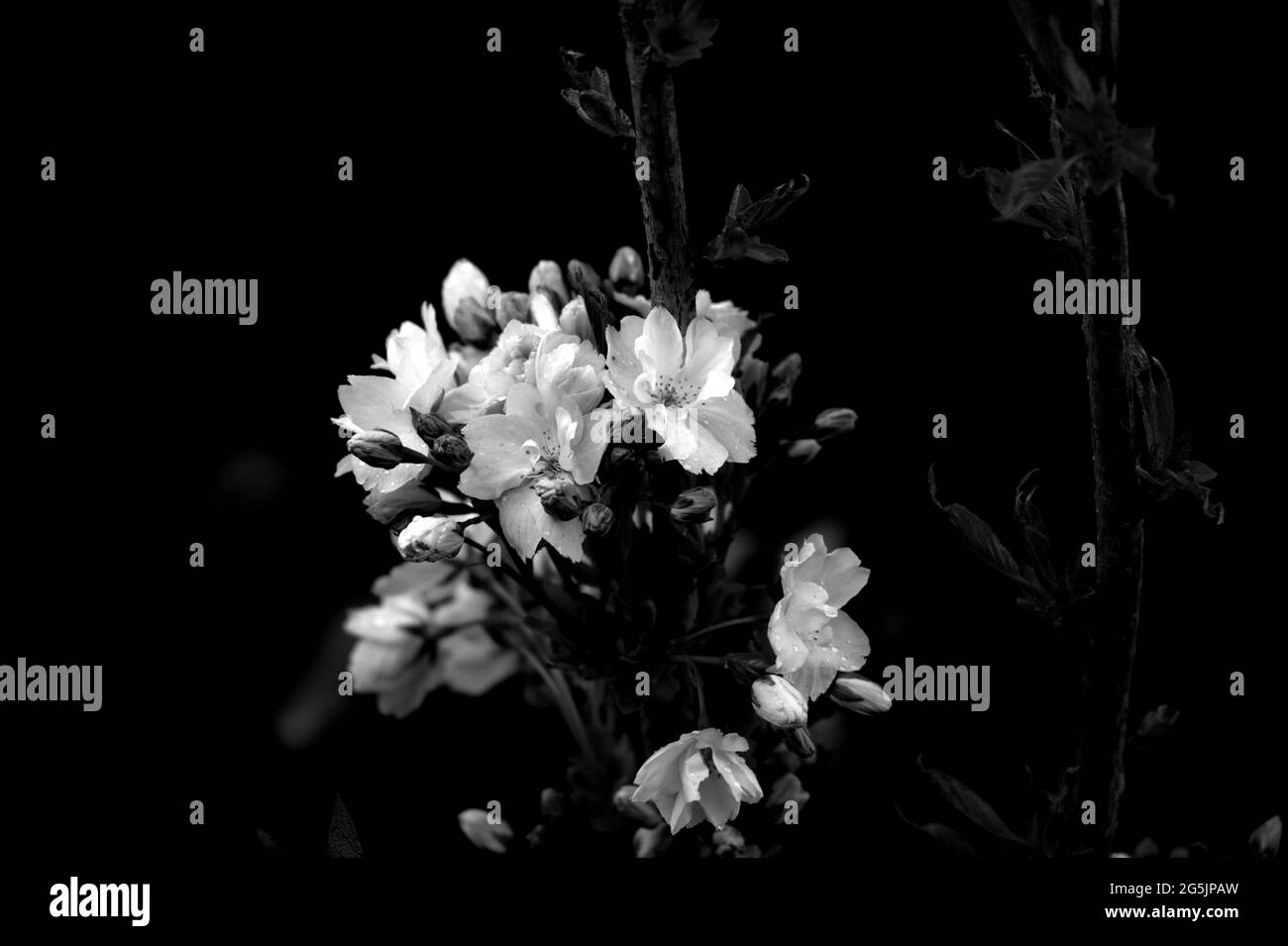 Sakura spring flowering in Black and White Stock Photos & Images - Alamy