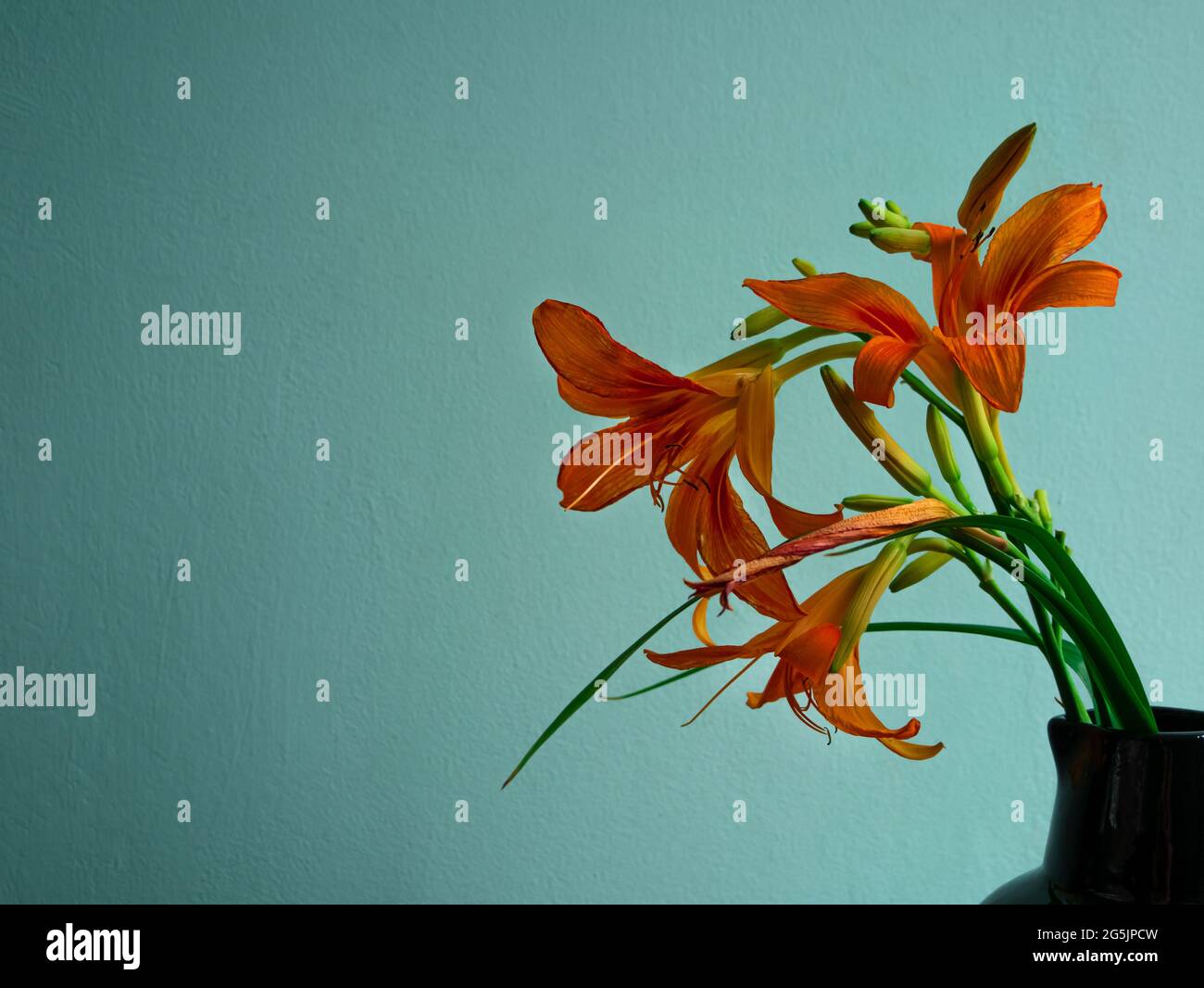Tiger lily in ceramic vase with shadow turquoise wall background. Lilium lancifolium orange flowers bouquet on wooden farmhouse table. Summer cottagec Stock Photo