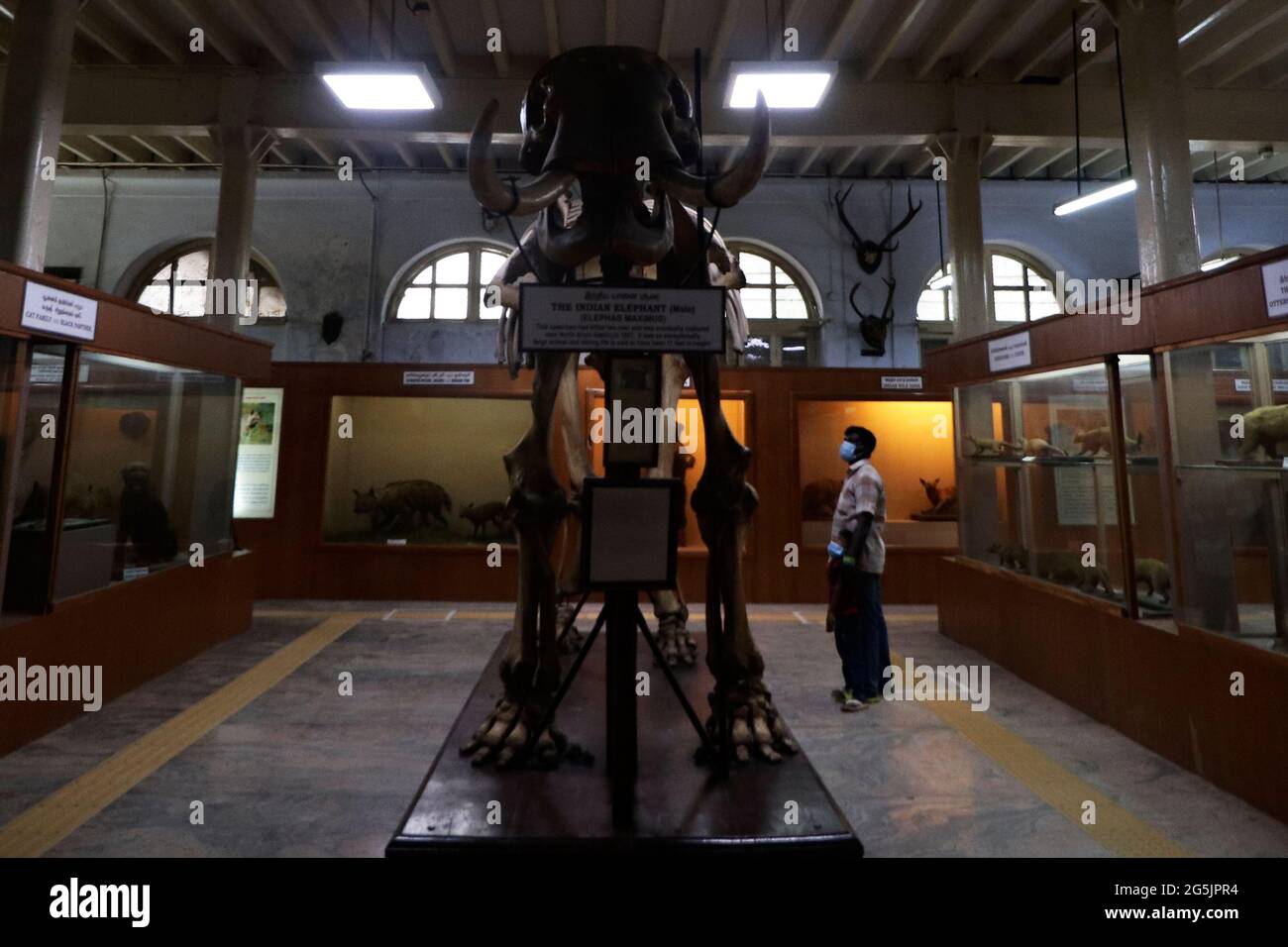 Chennai, India. 28th June, 2021. Visitors look at an Indian Elephant's skeletal system displayed at the Egmore Government museum after the state authorities relaxed the lockdown norms following a marginal drop in Covid-19 coronavirus cases in Chennai. (Photo by Sri Loganathan Velmurugan/Pacific Press) Credit: Pacific Press Media Production Corp./Alamy Live News Stock Photo