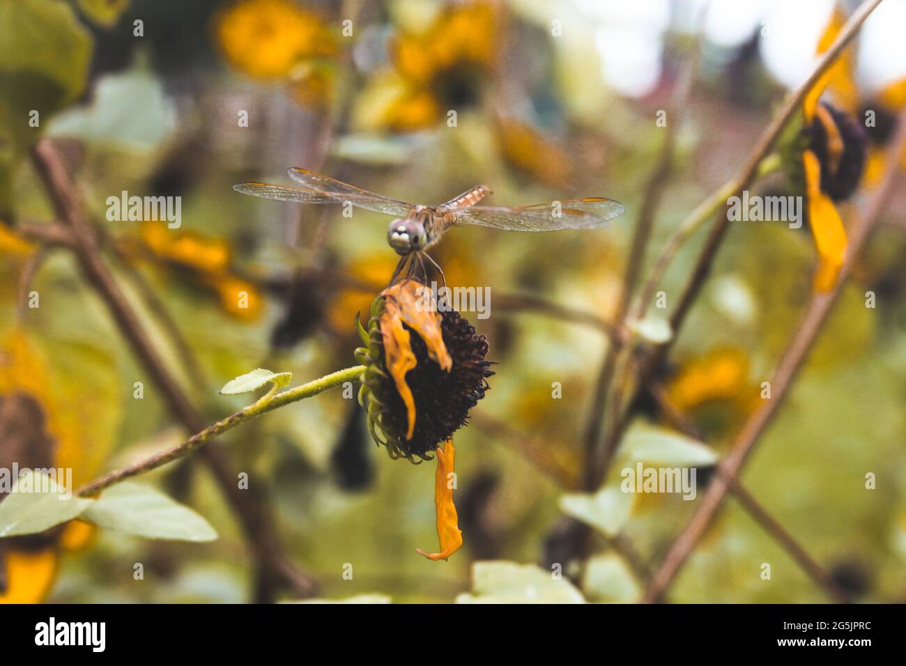 Medium-sized dragonfly on a withered flower Stock Photo