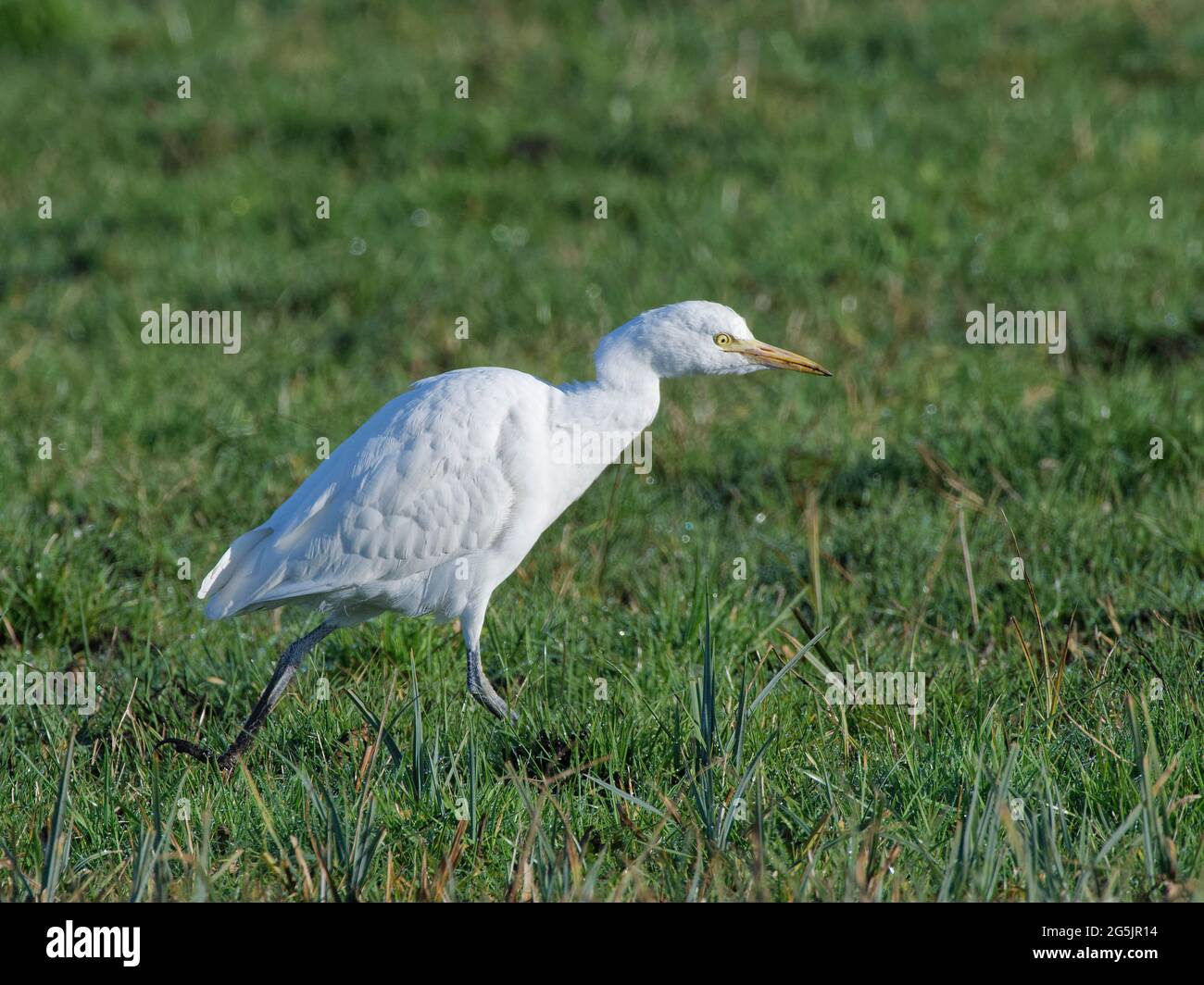 Cattle egret (Bubulcus ibis) foraging for invertebrates on pastureland, Somerset Levels, UK, December. Stock Photo