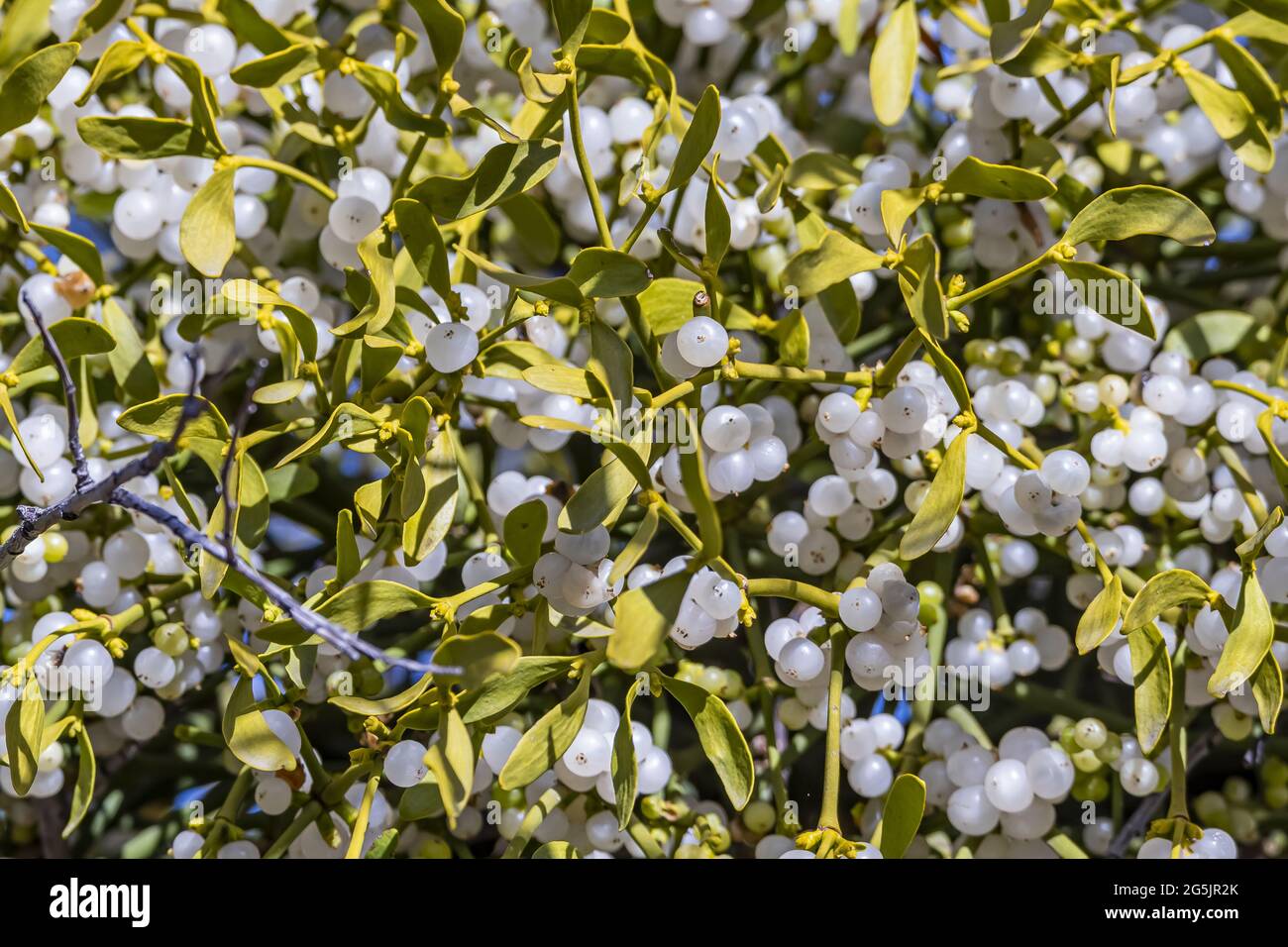 Closeup of Mistletoe branches with green leaves and white ripe berries Stock Photo