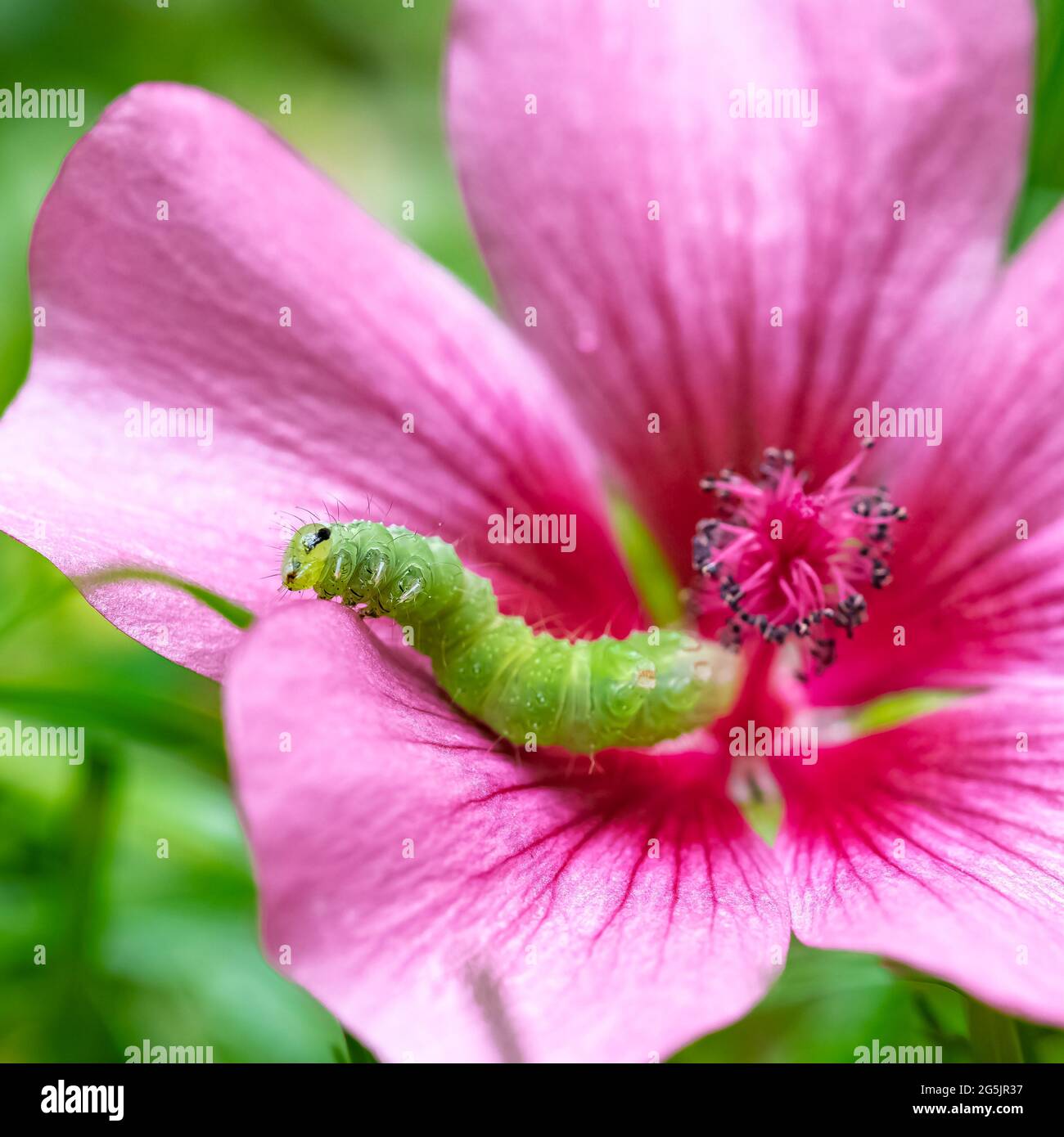 A green caterpillar eating a pink flower, colorful insect in the garden