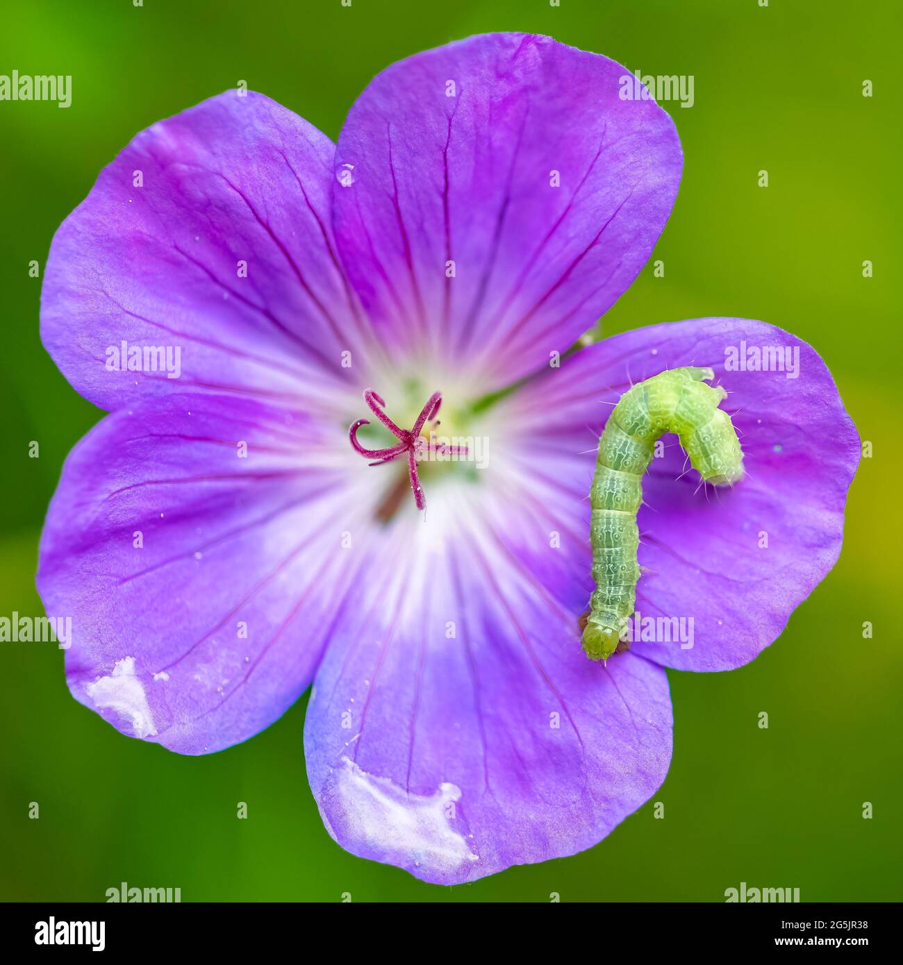 A green caterpillar on a purple flower, colorful insect in the garden Stock Photo