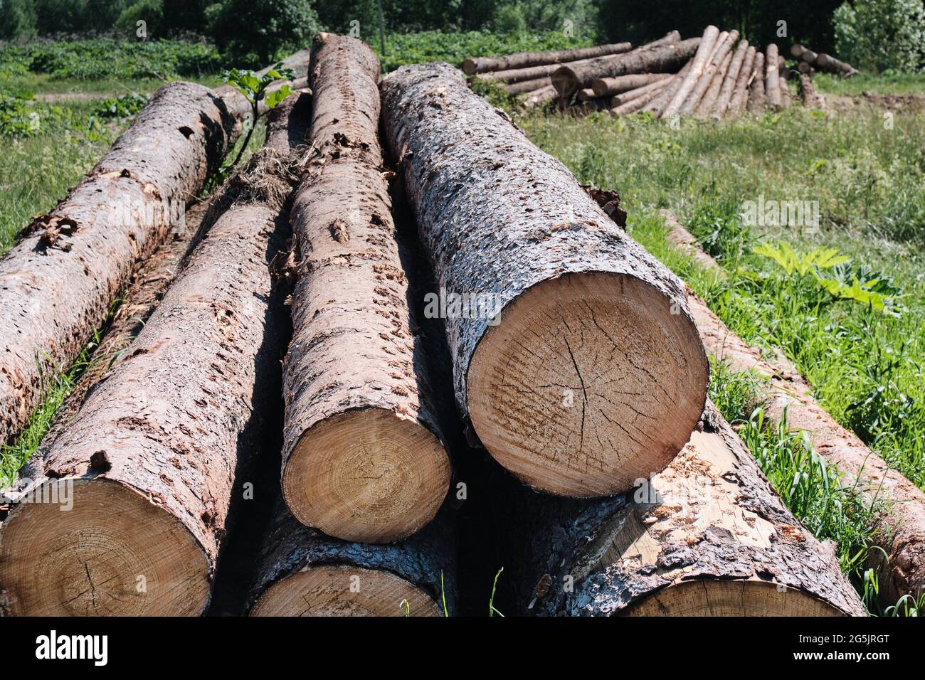 Pine logs. Wood processing industry. Environmental concerns. Sawed trees. Stock Photo