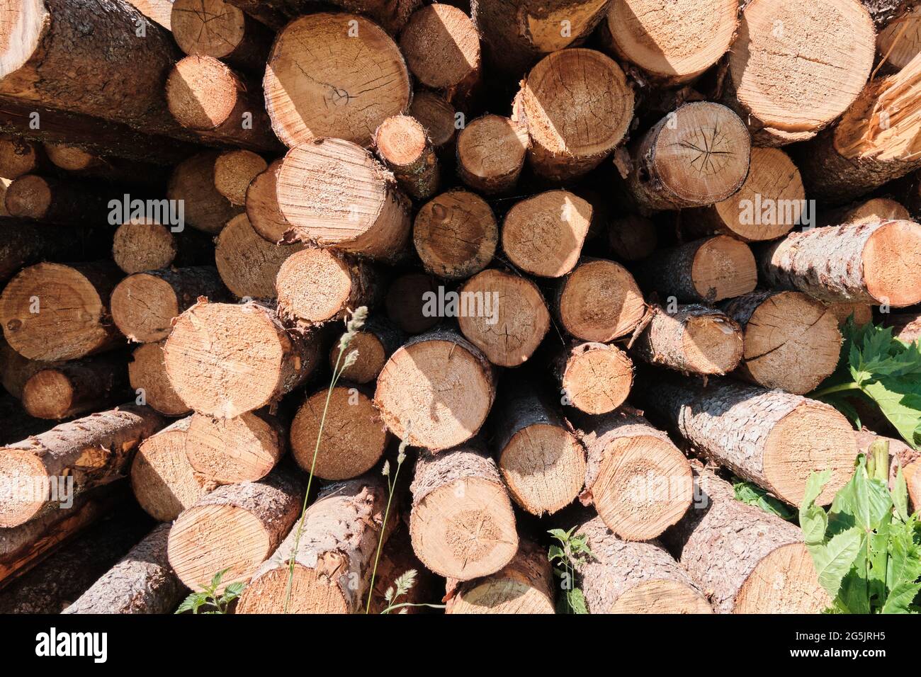 Pine logs. Wood processing industry. Environmental concerns. Sawed trees. Stock Photo