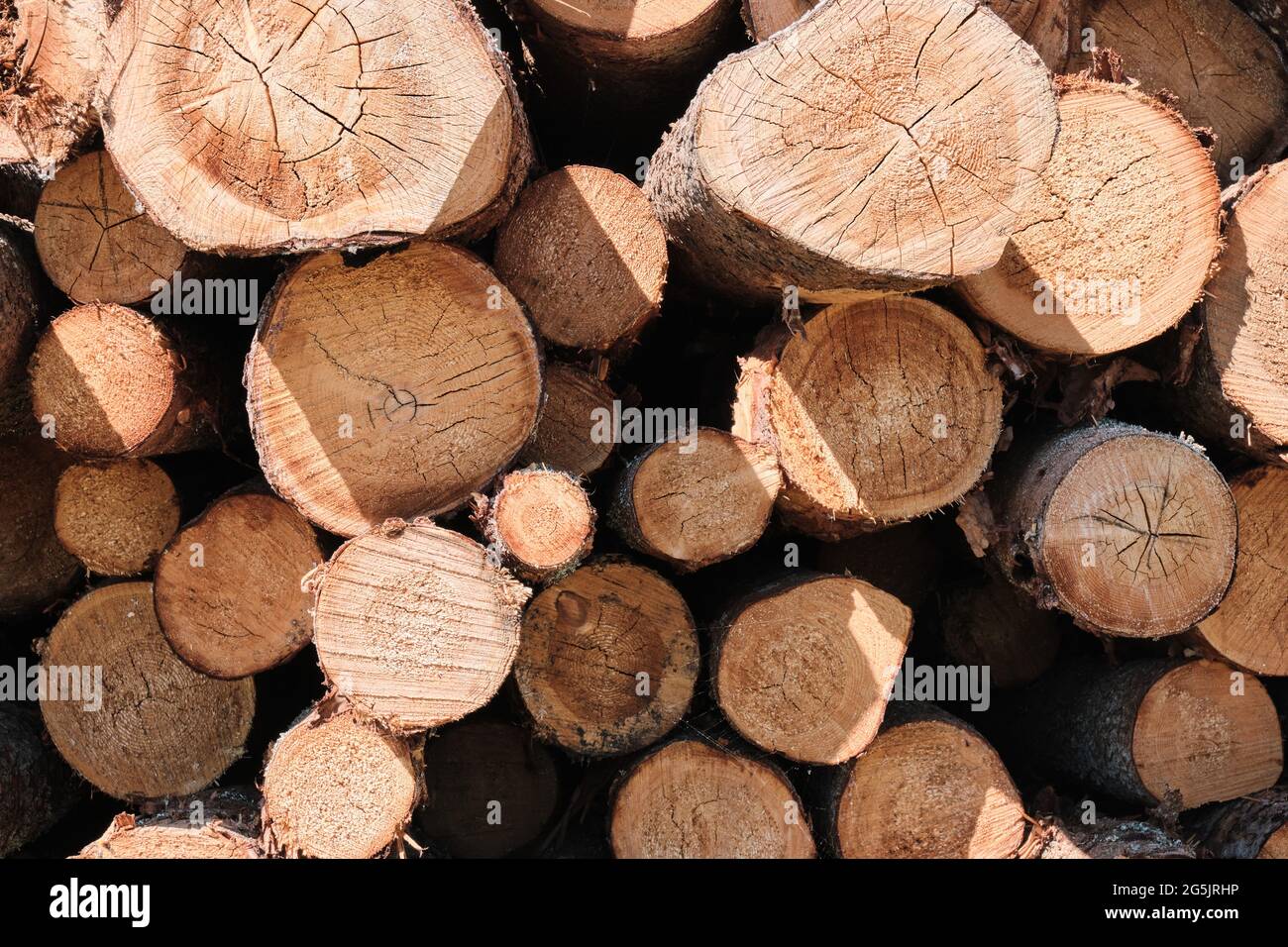 Pine logs. Wood processing industry. Environmental concerns. Sawed trees. Stock Photo