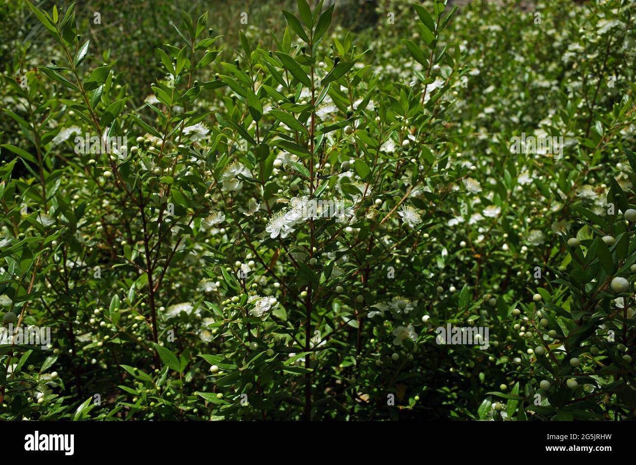 Flowering of Myrtle (myrtus communis) in Gallura countryside, Sardinia, Italy Stock Photo