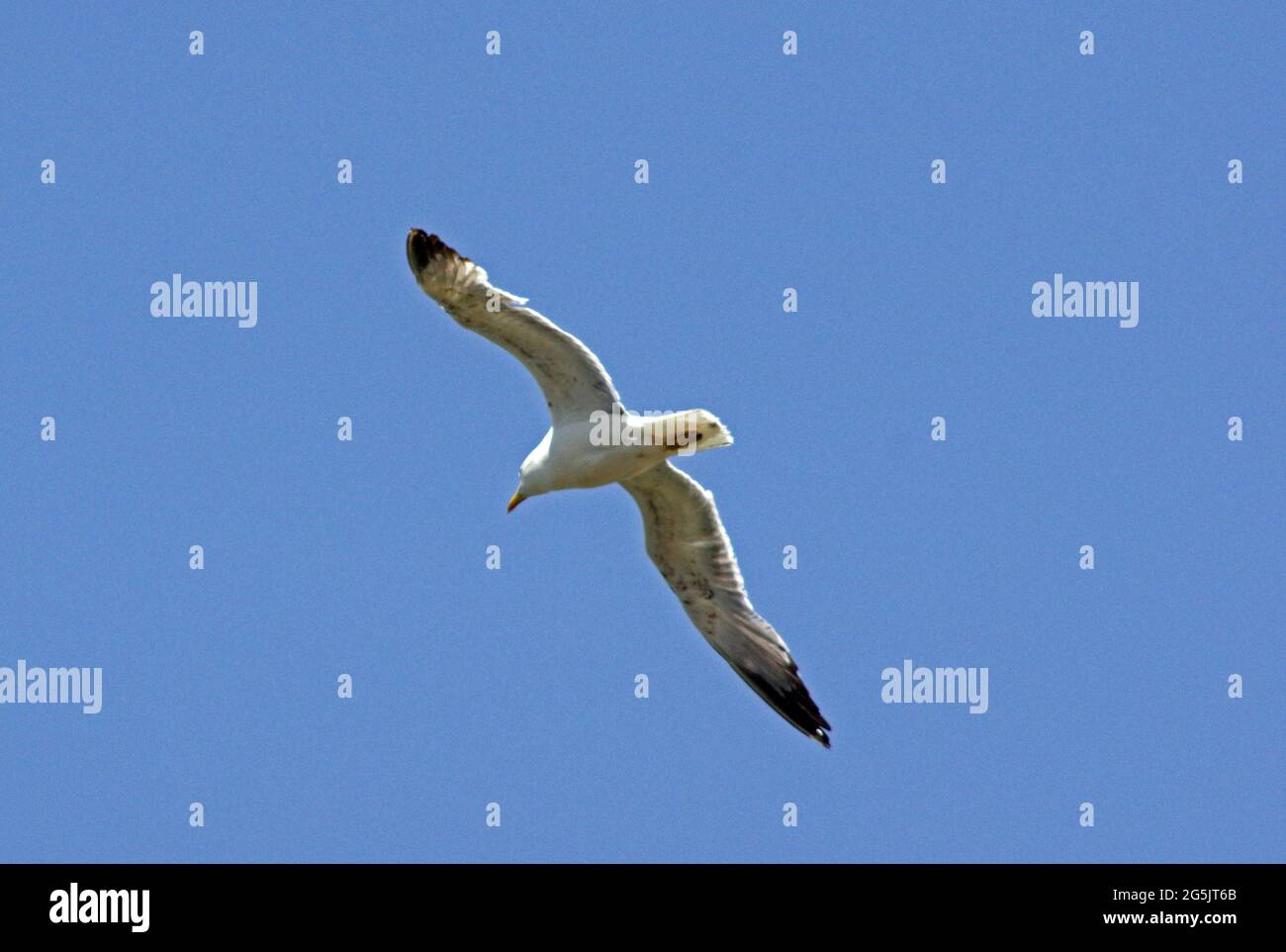 Seagull in flight Stock Photo