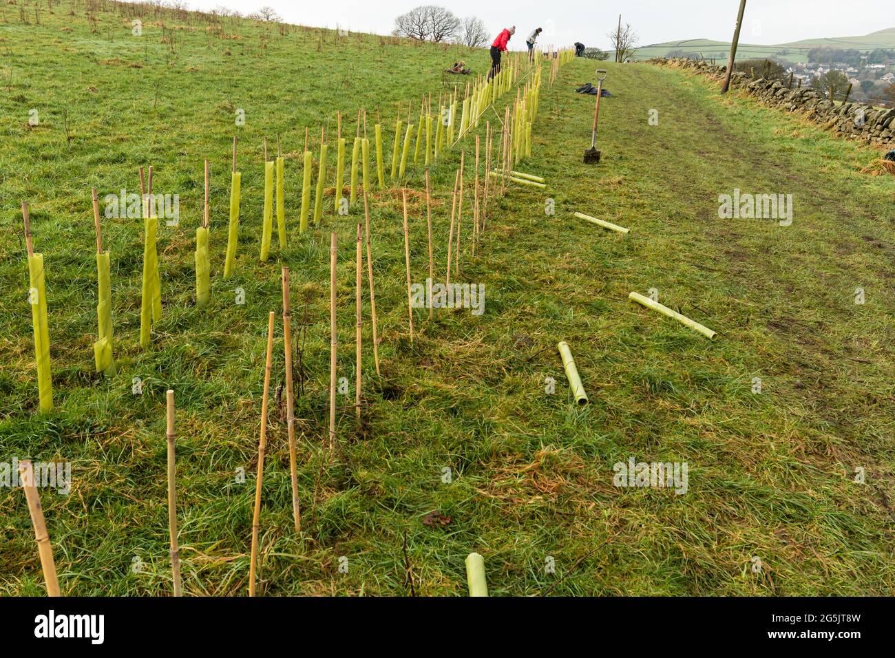 Hedge/Tree Planting with native species on a re-wilding project Stock Photo