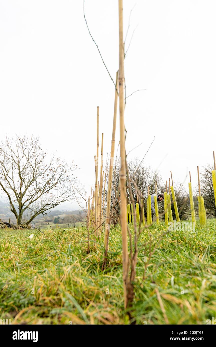 Hedge/Tree Planting with native species on a re-wilding project Stock Photo