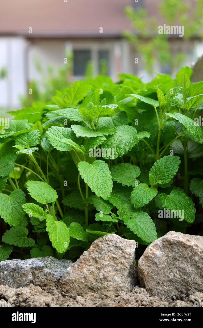 Lemon balm or Melissa officinalis - species of perennial aromatic plant in the mint family growing outdoors in the garden, medicinal and honey plant. Stock Photo