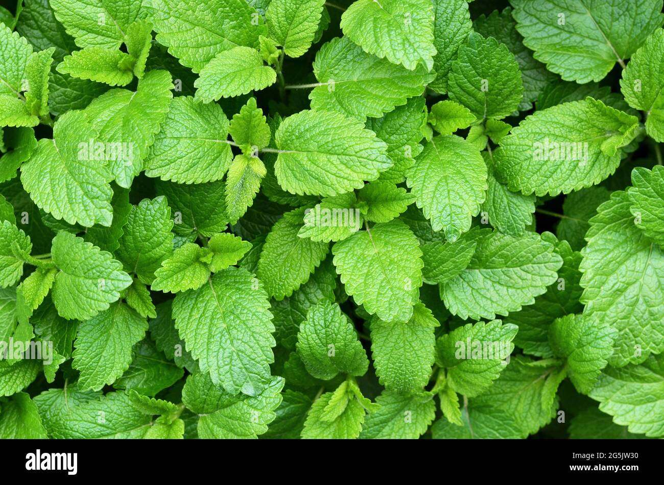 Fresh Lemon balm as a green background, top view. Medicinal and honey plant. Herbal medicine concept. Stock Photo