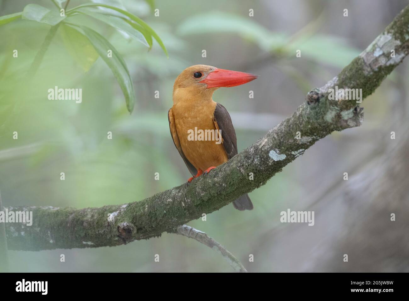 a brown-winged kingfisher in the Thai mangrove forest Stock Photo