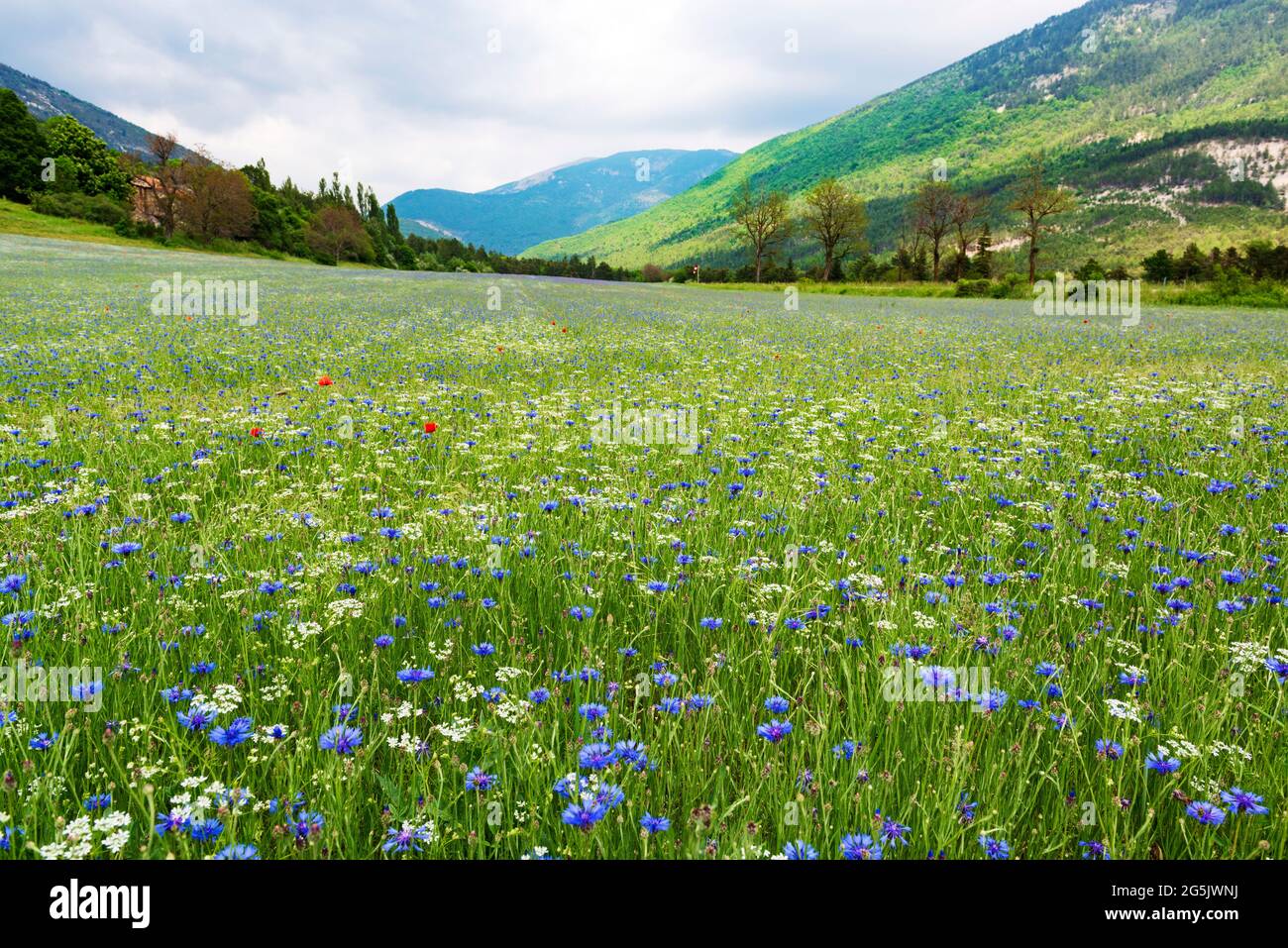 Alpine Poppies High Resolution Stock Photography and Images - Alamy