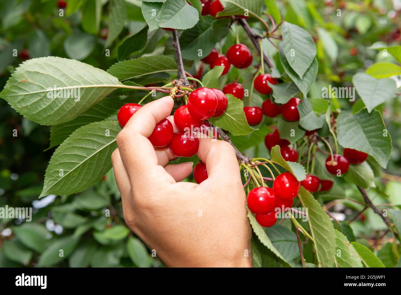 Cherry picker fruit hires stock photography and images Alamy
