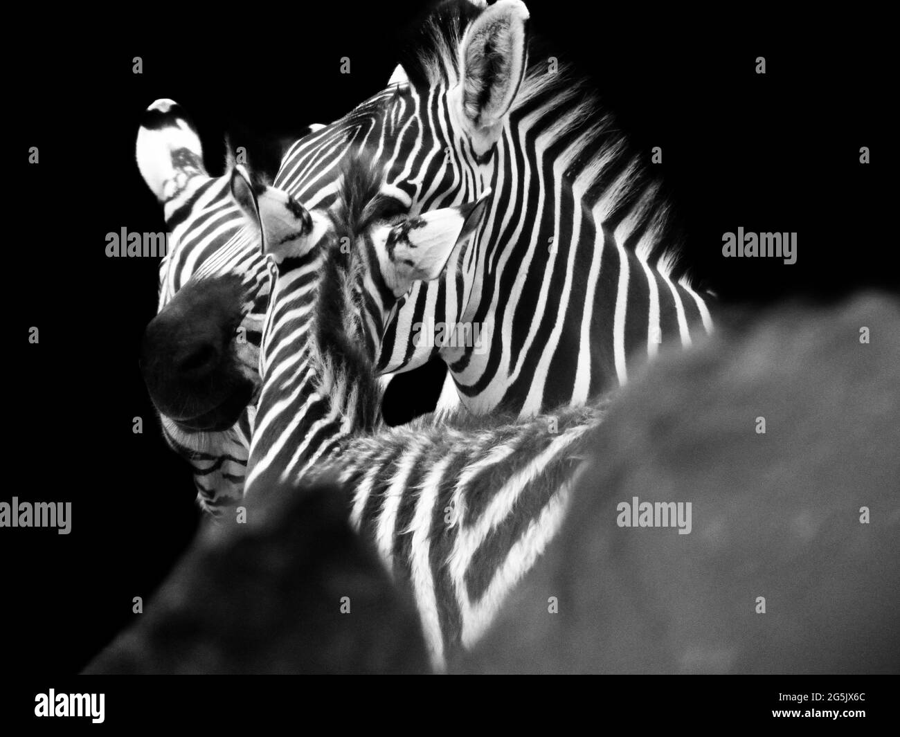 Black animals with white stripes hi-res stock photography and images ...