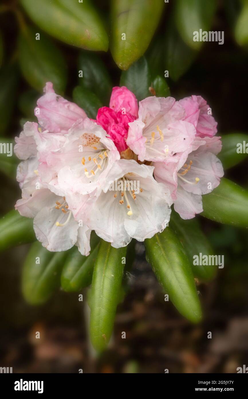 Rhododendron yakushimanum Kokhiro Wada flowers in close-up, natural plant portrait Stock Photo