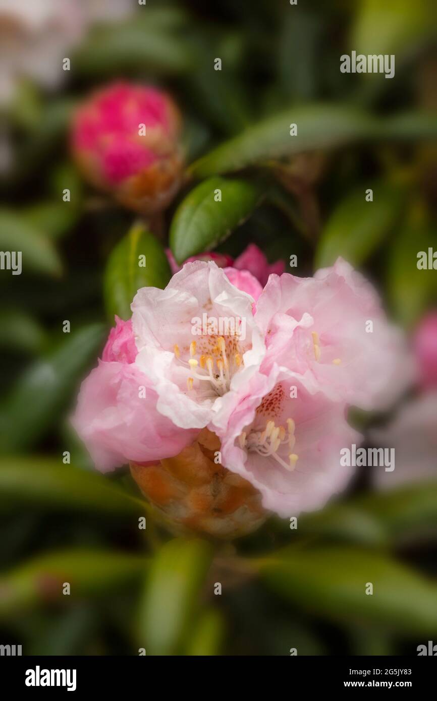 Rhododendron yakushimanum Kokhiro Wada flowers in close-up, natural plant portrait Stock Photo