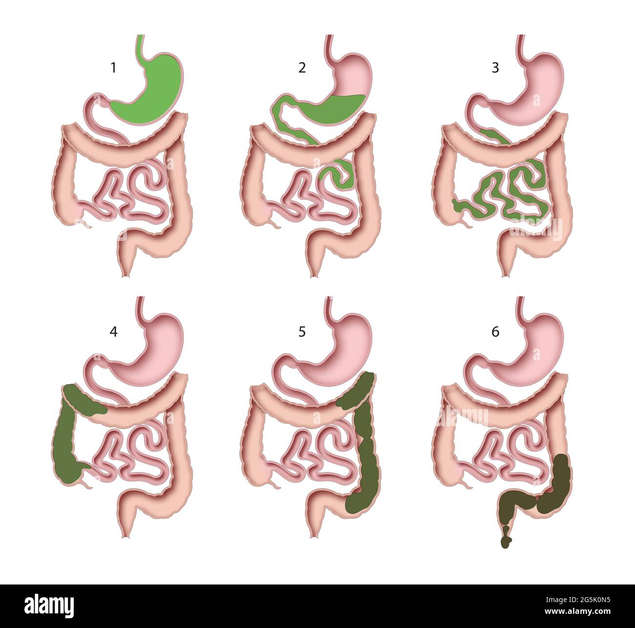 Human digestive system. Digestive process Stock Photo