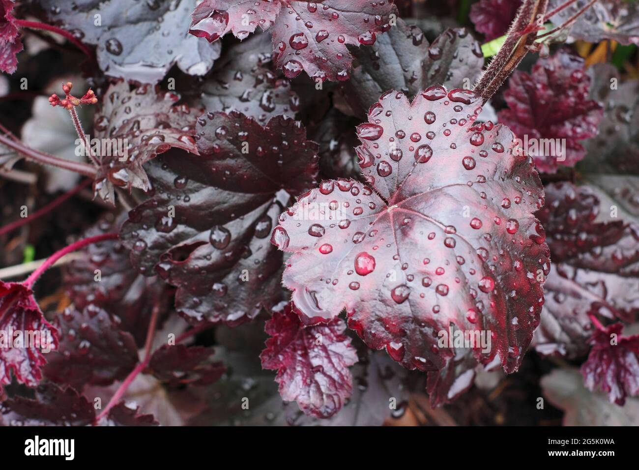 Heuchera 'Obsidian' displaying characteristic glossy reddish black leaves Stock Photo