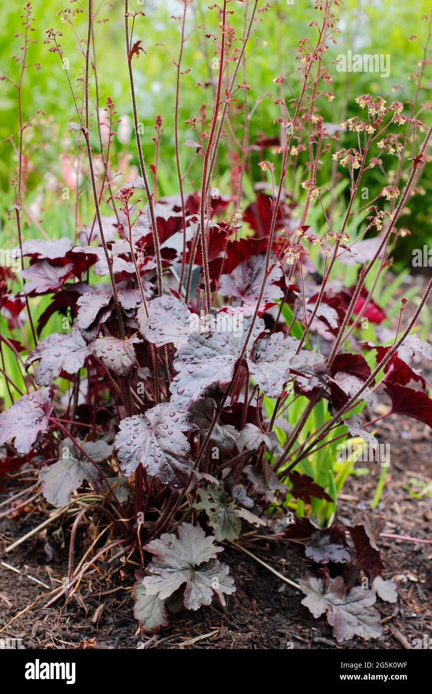 Heuchera 'Obsidian' displaying characteristic glossy reddish black leaves and racemes of small creamy flowers Stock Photo