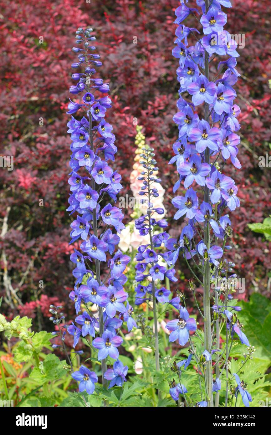Summer garden border with delphiniums underplanted with Nepeta Walker's Low catmint against dark red leaves of Berberis Rose Glow Stock Photo