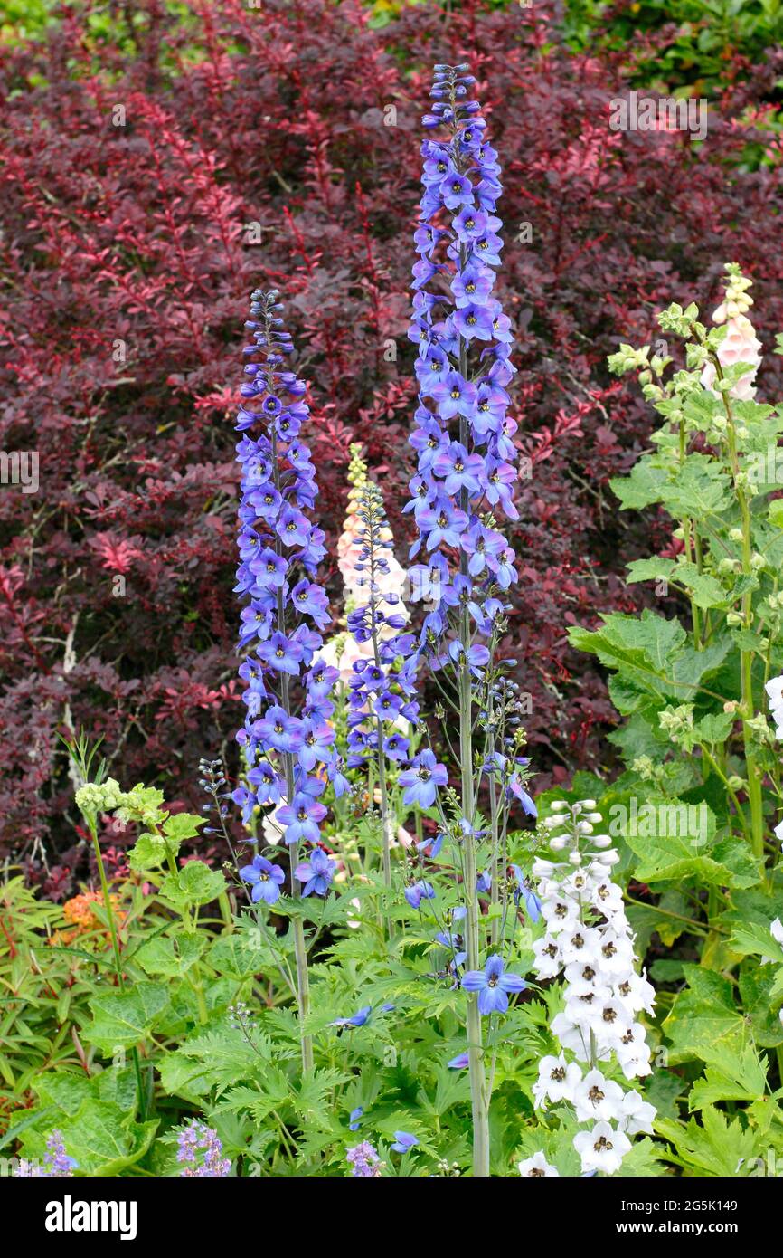 Summer garden border with delphiniums underplanted with Nepeta Walker's Low catmint against dark red leaves of Berberis Rose Glow. UK Stock Photo