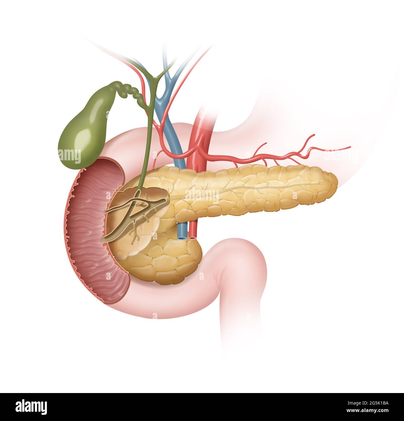 Diagram Of Duodenum And Pancrease Duodenum High Resolution Stock Photography and Images - Alamy