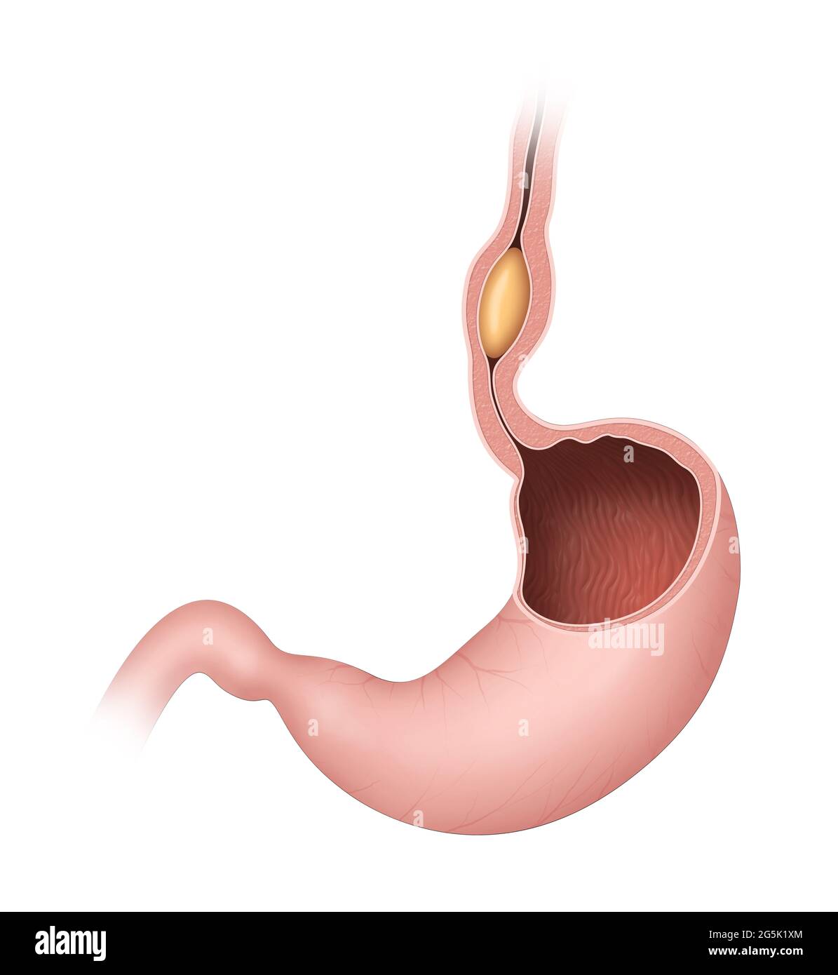 Human stomach, peristalsis Stock Photo