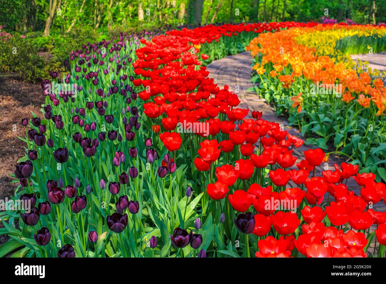 Many colorful tulips and daffodils in Keukenhof tulip park in Lisse ...