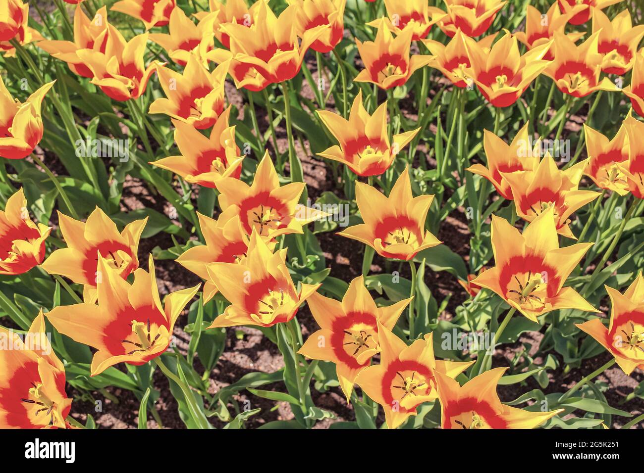 Many colorful tulips and daffodils in Keukenhof tulip park in Lisse ...