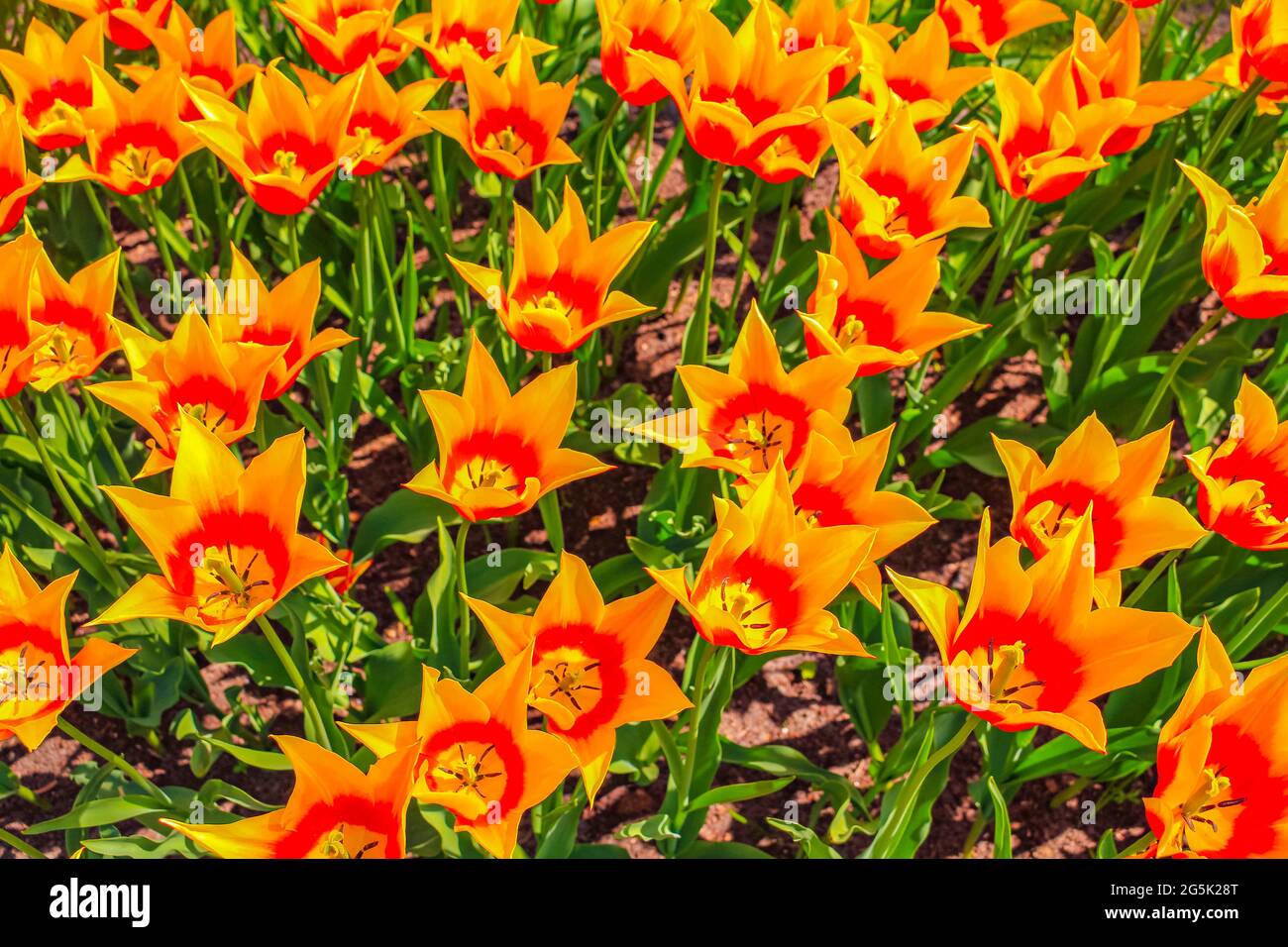 Many colorful tulips and daffodils in Keukenhof tulip park in Lisse ...
