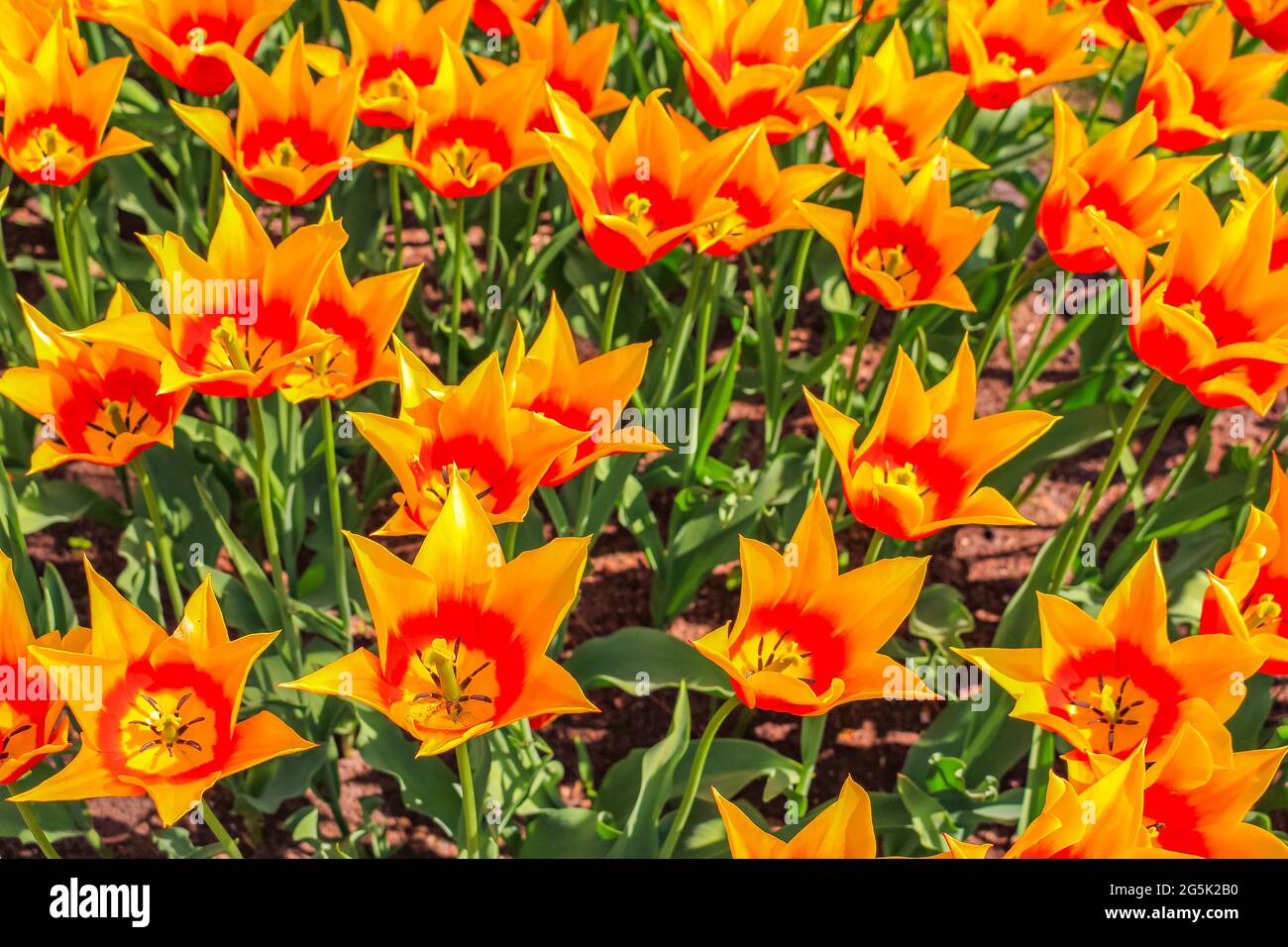 Many colorful tulips and daffodils in Keukenhof tulip park in Lisse ...