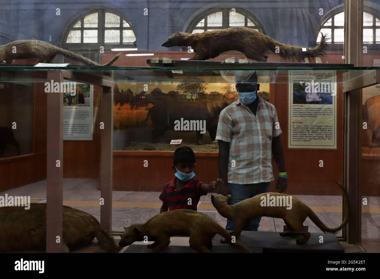 Chennai, Tamil Nadu, India. 28th June, 2021. Visitors look at a Whale's skeletal system displayed at the Egmore Government museum after the state authorities relaxed the lockdown norms following a marginal drop in Covid-19 coronavirus cases in Chennai. Credit: Sri Loganathan/ZUMA Wire/Alamy Live News Stock Photo